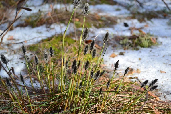 spring marsh plant beautiful fluffy