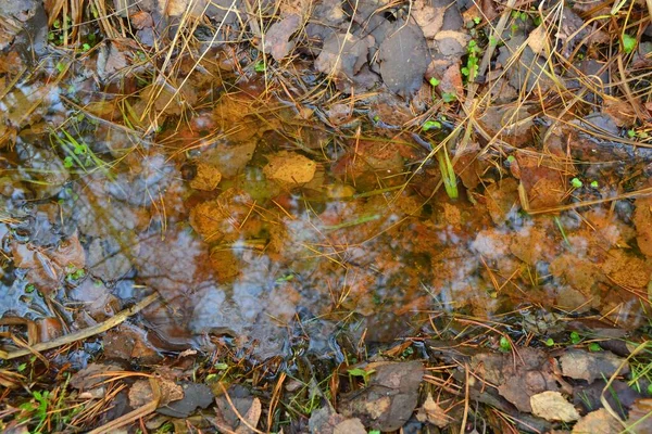 Charco Forestal Otoño Con Hojas Caídas — Foto de Stock