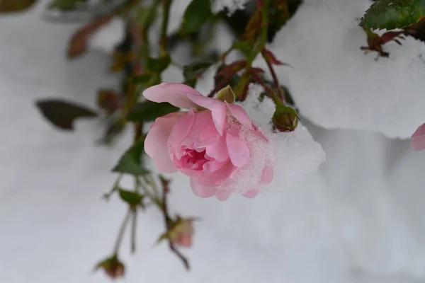 雪の下に美しい花が咲いています — ストック写真