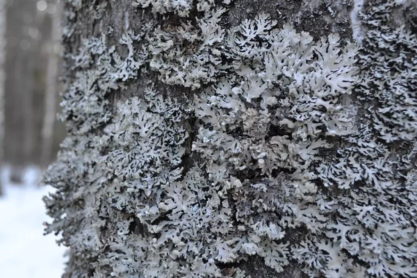 Kora Drzewa Porostem Zimie — Zdjęcie stockowe