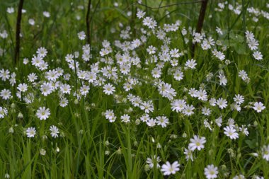 Çiçek açan güzel yapraklı bitki-yaskolka