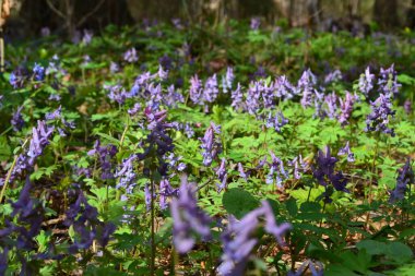 Uzun ömürlü orman bitkisi.