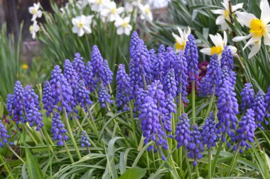 Engerek yayı, Fare sümbülü ya da Muscari.