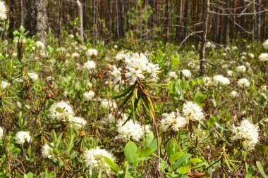 Bataklık ekmeği, tahtakurusu.,