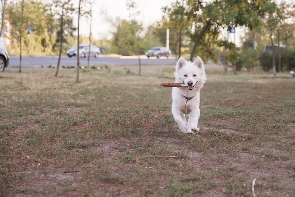 Cute Half Breed Samoyed Dog Walk Summer Day Park — Stock Photo, Image