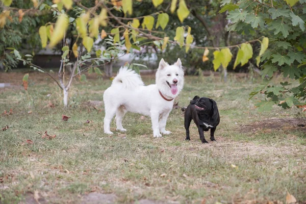 Niedliche Mischlingshündin Samowar Spielt Mit Mops Sie Haben Spaß Sommertag — Stockfoto