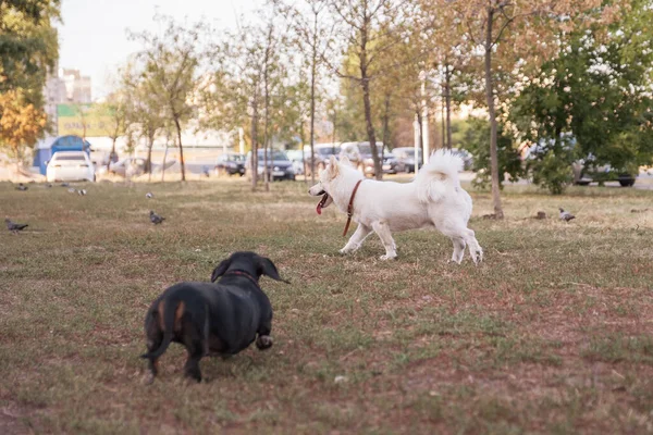 Tatlı Melez Köpekli Bir Köpek Köpeğiyle Oynuyor Yaz Günü Parkta — Stok fotoğraf