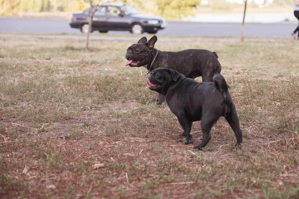 Pug Francia Bulldog Játszik Parkban Nyári Napon — Stock Fotó