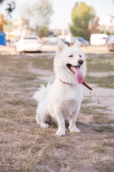 公園で夏の日に散歩にかわいい半品種のサモイド犬 — ストック写真