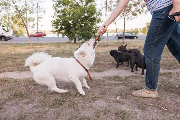 Niedlicher Mischlingshund Samowar Spielt Mit Mensch Und Stock Französische Bulldogge — Stockfoto