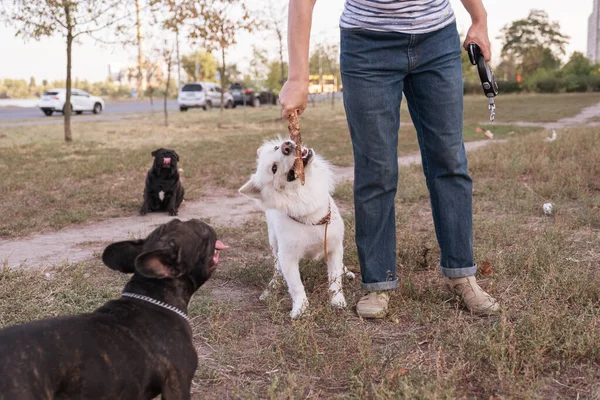 Niedlicher Mischlingshund Samowar Spielt Mit Mensch Und Stock Französische Bulldogge — Stockfoto