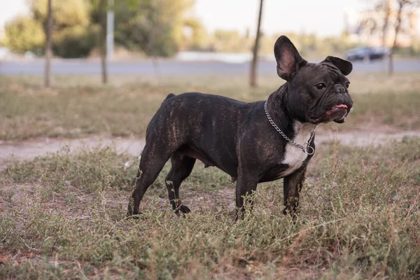 Fransk Bulldogg Promenad Parken Sommardagen Omgiven Andra Hundar — Stockfoto