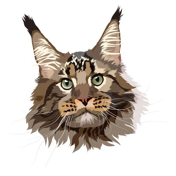 Maine Coon Cat Vector Image Portrait Head — Stock Vector