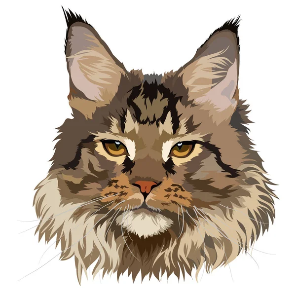Maine Coon vector illustration, portrait. Brown color, head.