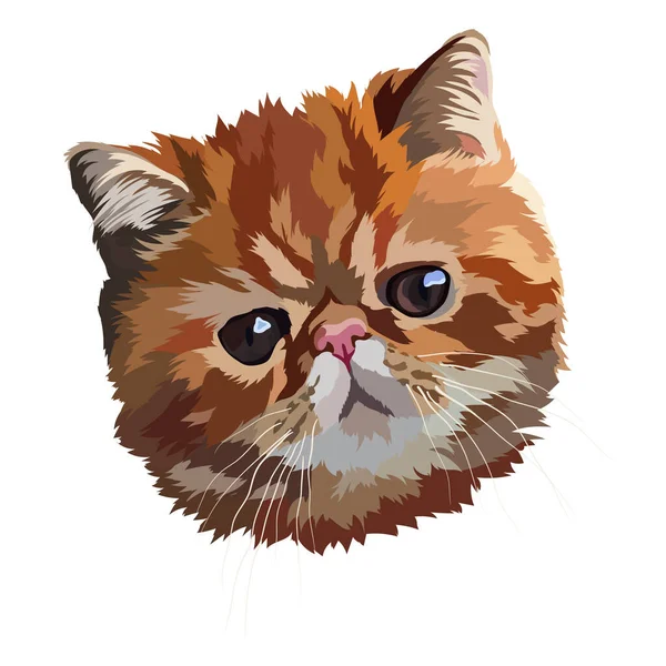 Portrait Exotic Shorthaired Cat Vector Illustration Head — Stock Vector