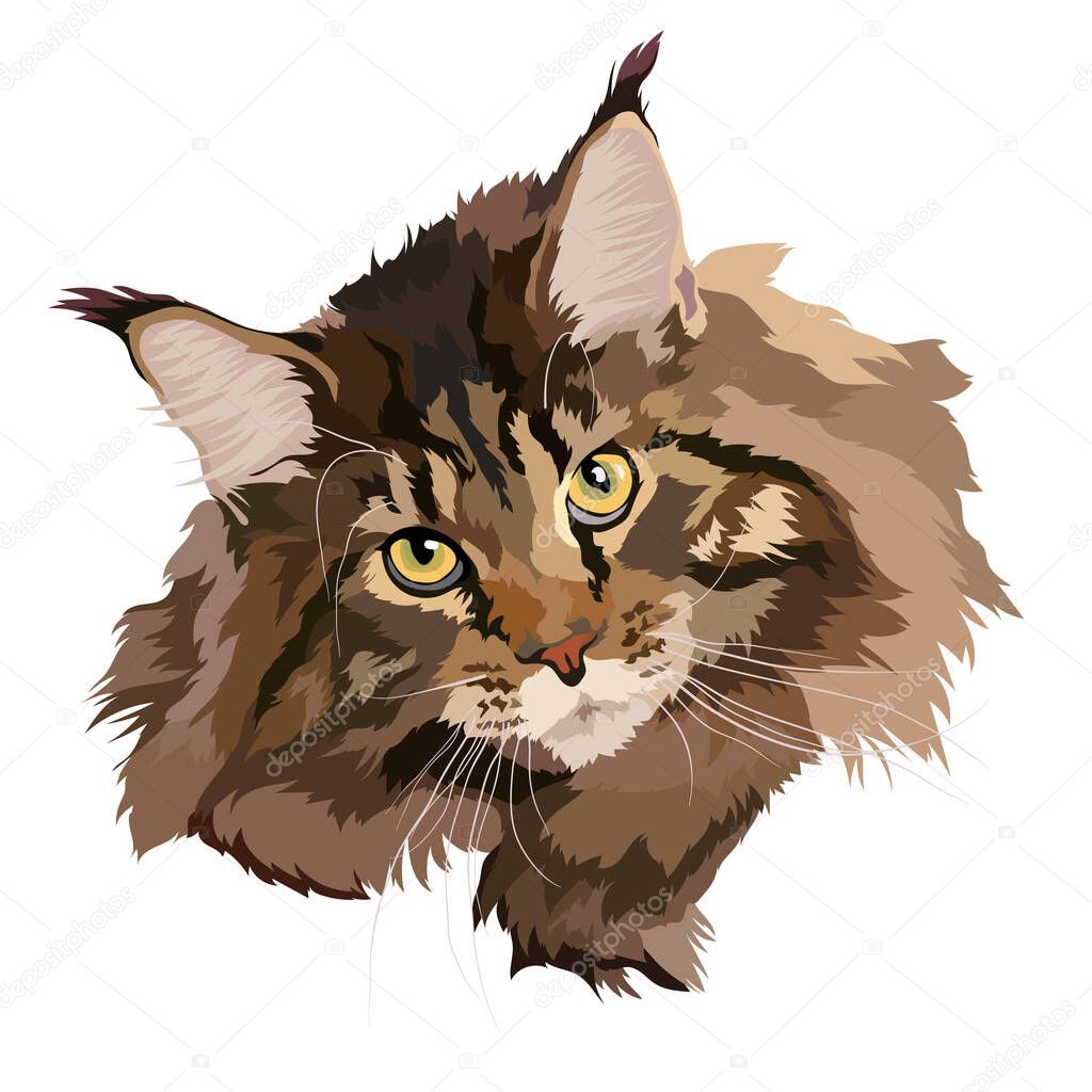 Brown cat Maine Coon vector illustration. Portrait.