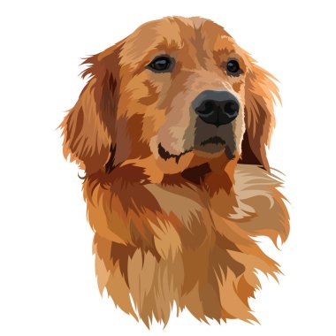 Altın Labrador Retriever Baş Vektör İllüstrasyonu.