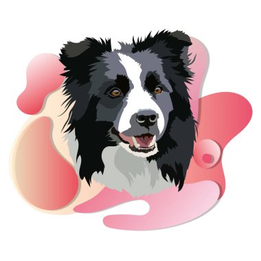 Border Collie köpek kafası. Vektör illüstrasyonu.