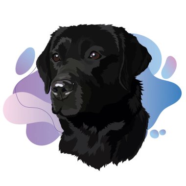 siyah labrador Baş Vektör İllüstrasyonu.