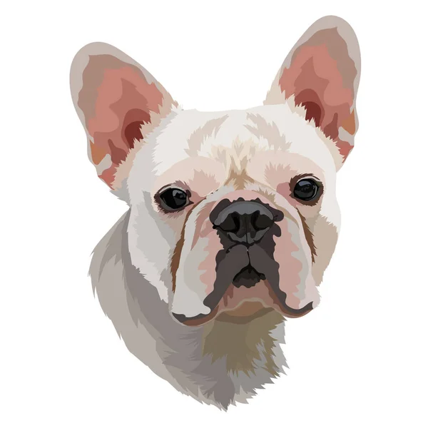 Image Vectorielle Bulldog Française Blanche Portrait — Image vectorielle