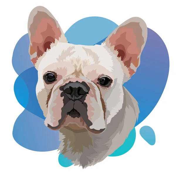 Beyaz Fransız Bulldog kafa vektör görüntüsü. Mavi eğimli arkaplanda bir portre.