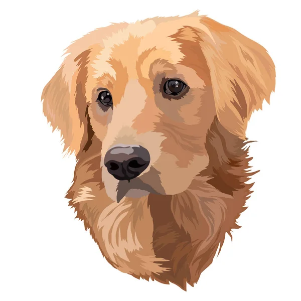 Portret Psa Golden Labrador Retriever Head Ilustracja Wektora — Wektor stockowy