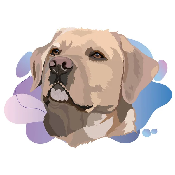 Altın Labrador Retriever Baş Vektör İllüstrasyonu 1