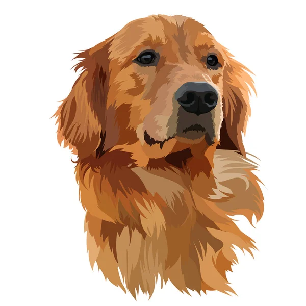 Altın Labrador Retriever Baş Vektör İllüstrasyonu.