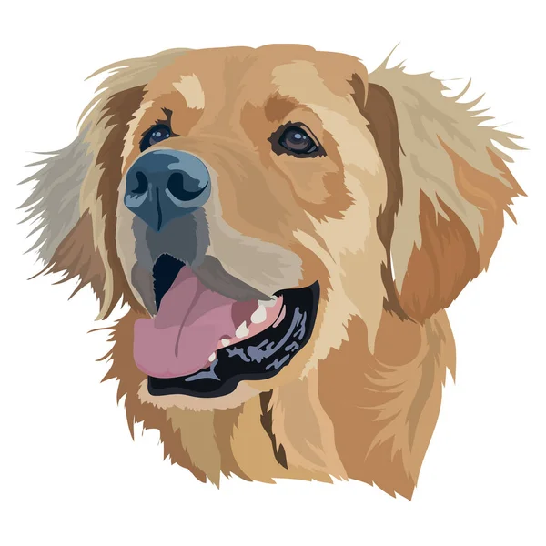 Golden Labrador Retriever Head Vector Illustration Retrato Perro — Vector de stock
