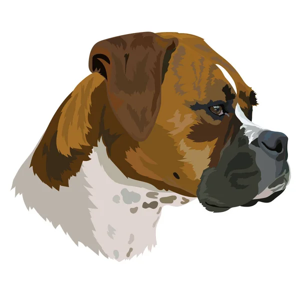 Hondenras Duitse Bokser Vector Illustratie — Stockvector