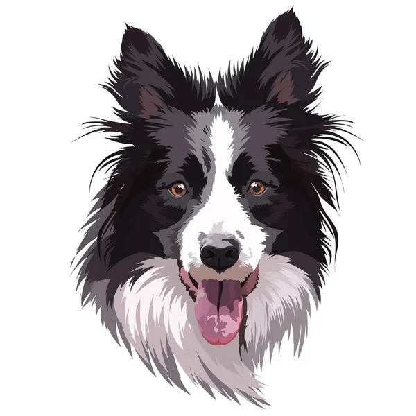 Border Collie Portrait Vektorillustration Kopf Maulkorb Intelligenter Hund — Stockvektor