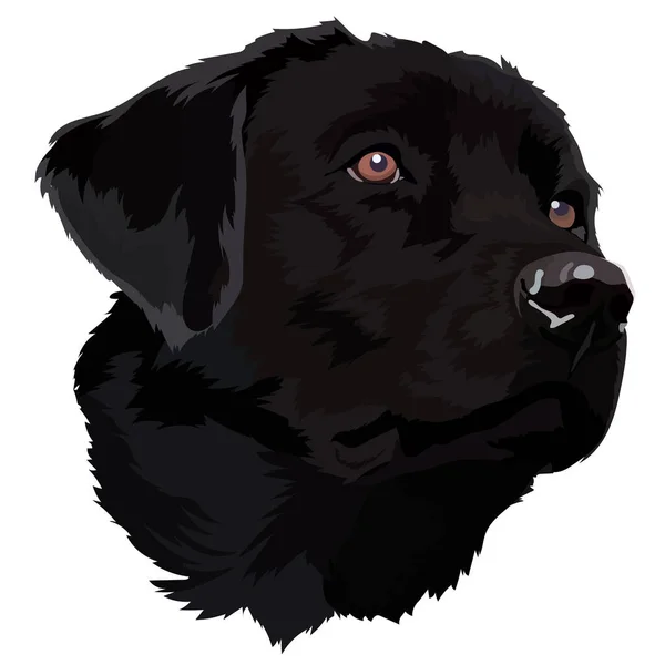 Schwarzer Labrador Vector Illustration — Stockvektor