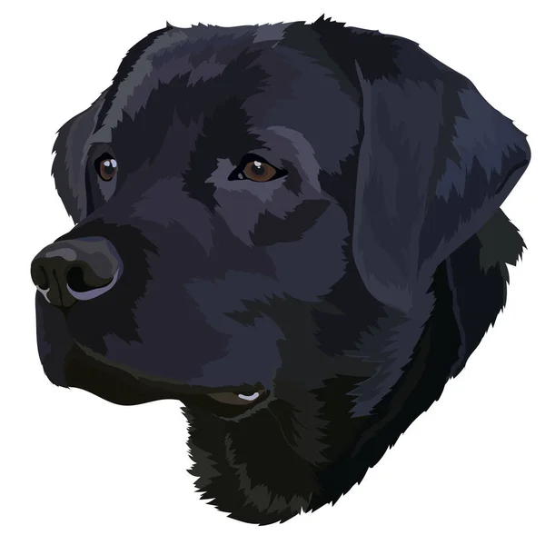 Black Labrador Vector Portrait Dog — Stock Vector