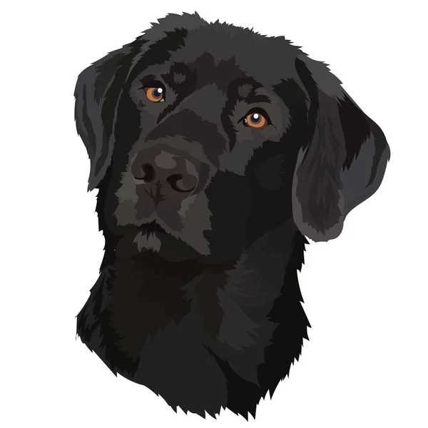 ブラック ラブラドール ベクトル図 犬の肖像画 — ストックベクタ