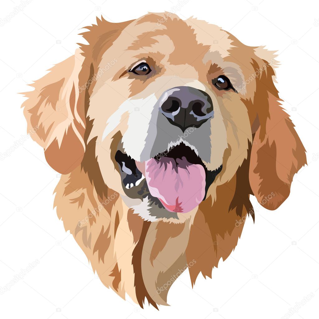 Golden Labrador Retriever Head Vector Illustration.