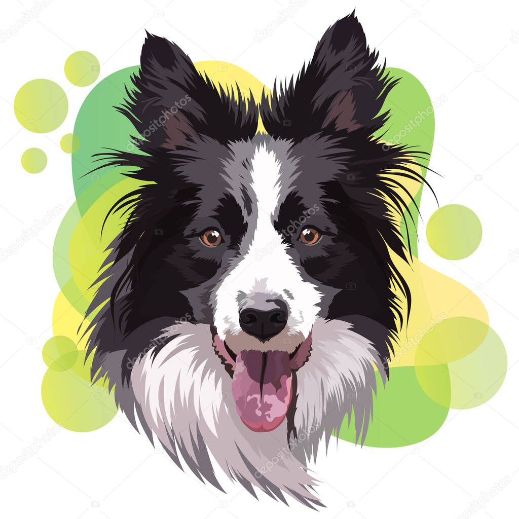 Border collie portrait, vector illustration. Head, muzzle, smart dog.olor gradient