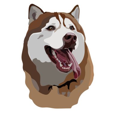 Bir köpeğin başı Sibirya Husky cinsi