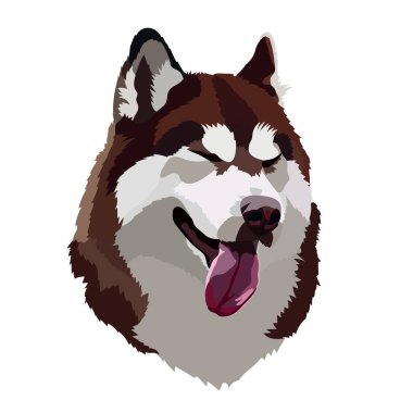 Bir köpek cinsinin başı Husky