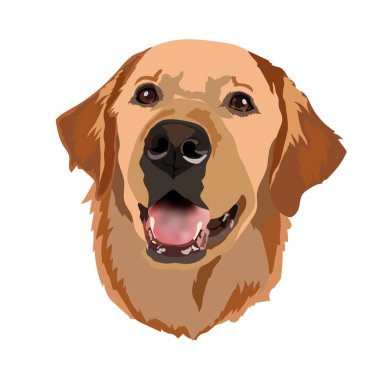 Altın Labrador Retriever vektör başı