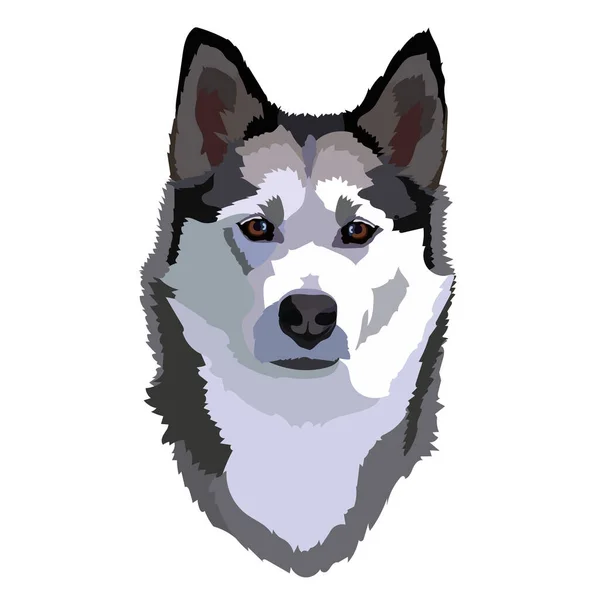 Rassehund Husky Vektor — Stockvektor