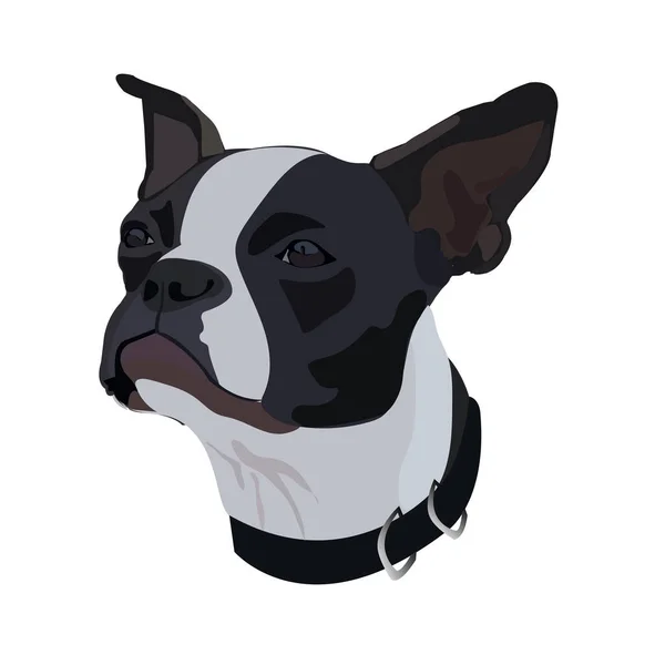 Boston Terrier Image Vectorielle — Image vectorielle