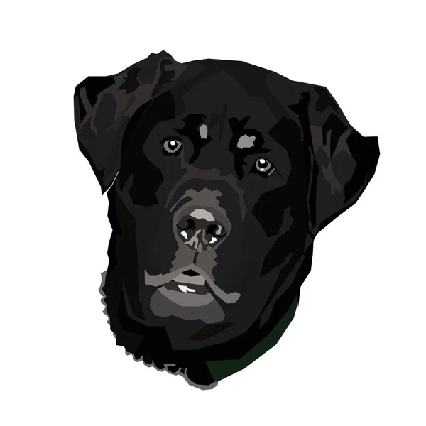 Black Labrador Vector Illustration Dog Portrait — Stock Vector