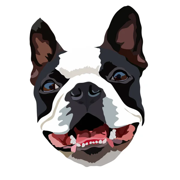 Portrait Vectoriel Rapproché Race Boston Terrier Chien — Image vectorielle