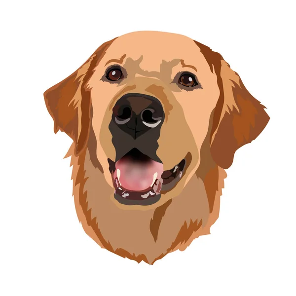 Altın Labrador Retriever vektör başı