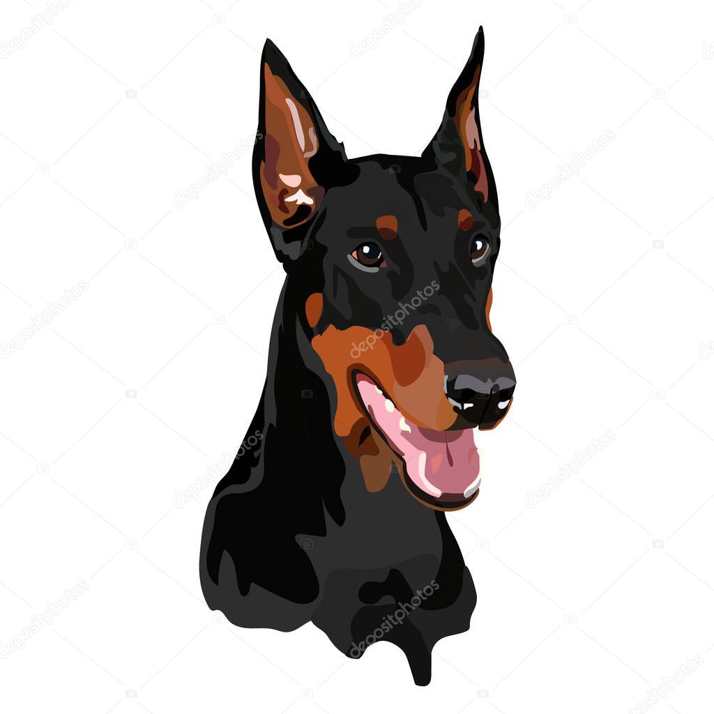dog heads, doberman pinscher breed, detailed illustration