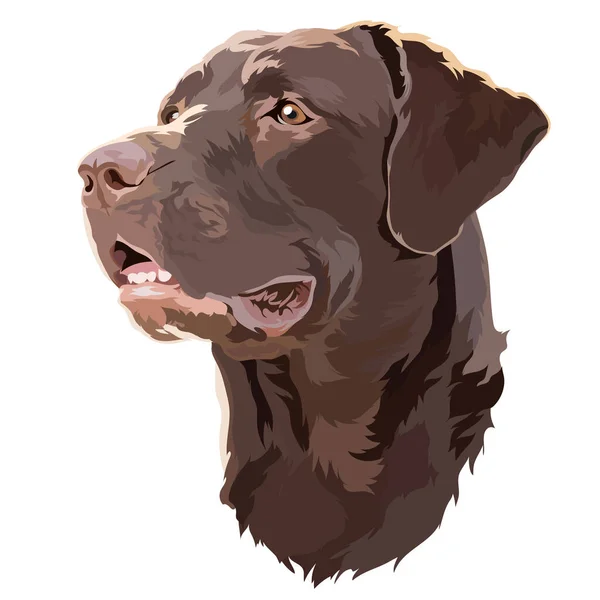 Illustration Vectorielle Head Brown Labrador Retriever — Image vectorielle