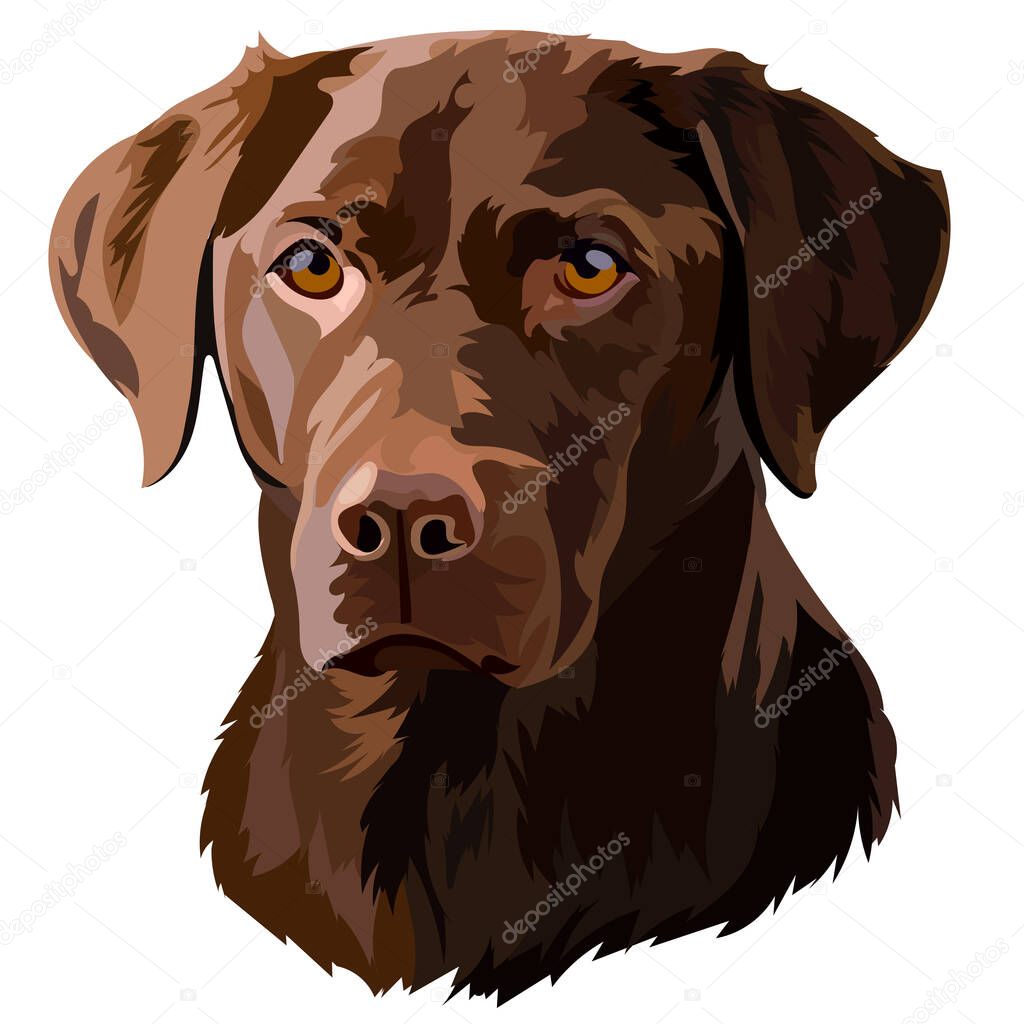 Brown Labrador Retriever Head Vector Illustration