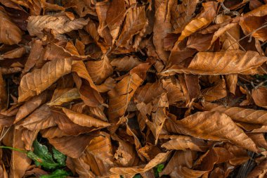 Sarı akçaağaç yaprakları yerde. Doku