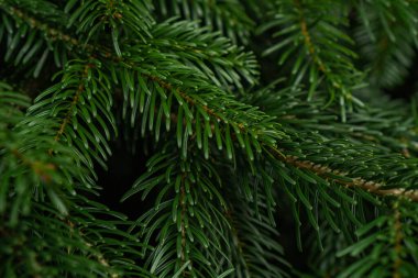Ağaçta yeşil ladin dalları var.