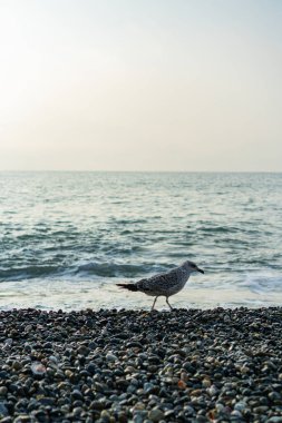 Martı Karadeniz 'in kayalık kıyılarında yürüyor.